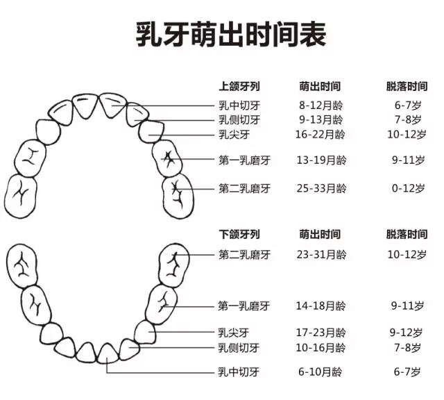 尚佳專業(yè)月嫂丨何時長牙才算正常？